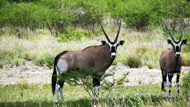 Oryx in the Kalahari Oryx Spotted in the Kalahari