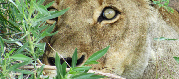 Lioness Spotted Kalahari Lioness