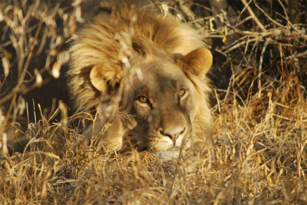 One of the Males One of the Males