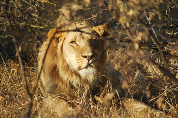 Haina Male Scoping Out the Territory Haina Male Scoping Out the Territory