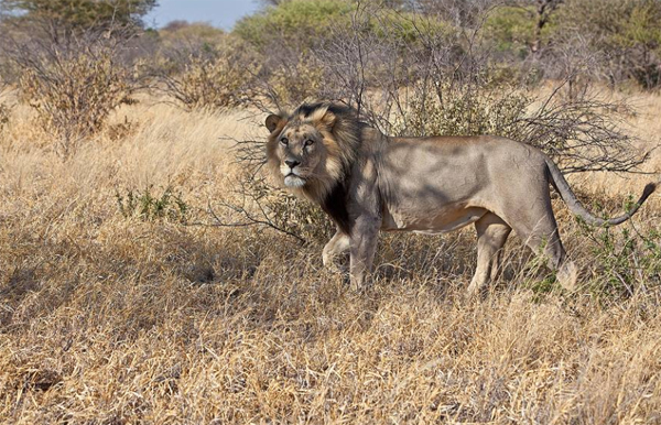 Black Maned Lion Wandering Through Kalahari Black Maned Lion Wandering Through Kalahari