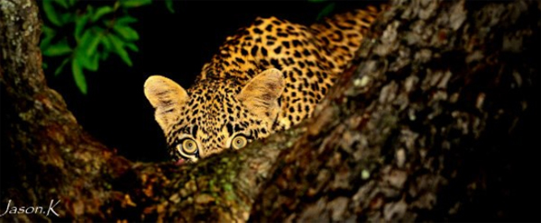 A Stalking Leopard A Stalking Leopard