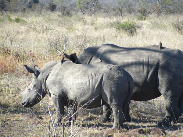 Rhino in the Sabi Rhino - Tom and Jerry