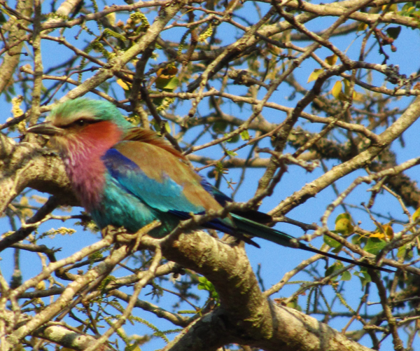 Lilacbreasted Roller Lilacbreasted Roller