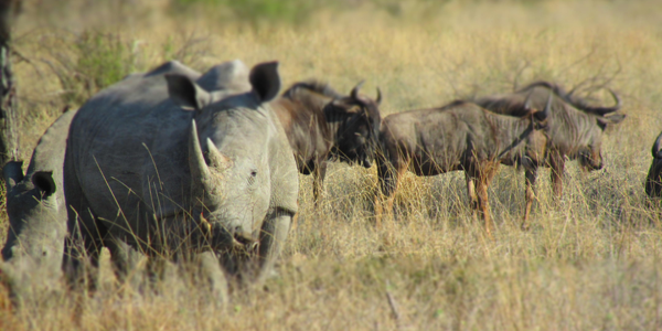 Rhino with Wildebeest Wildebeest and Rhino