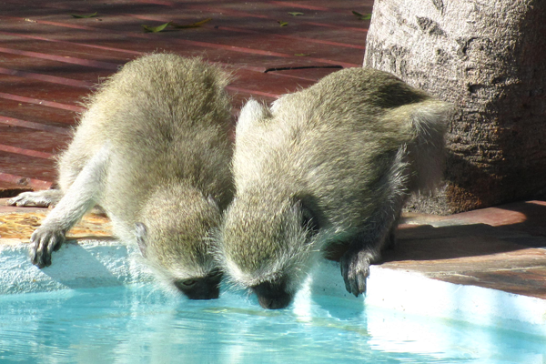 Vervet Monkeys Vervet Monkeys at Umkumbe Safari Lodge