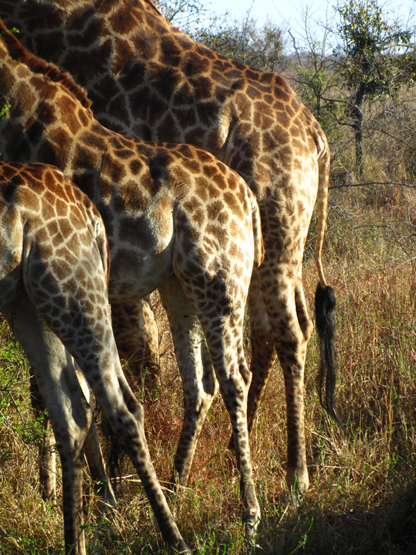 Giraffe Giraffe - Sabi