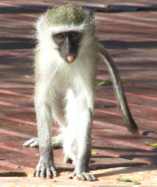 Vervet Monkey at Camp Vervet Monkey at Camp