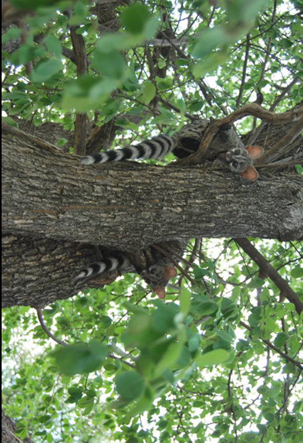 Genet Cat The Resident Genet Cat at Haina Kalahari Lodge