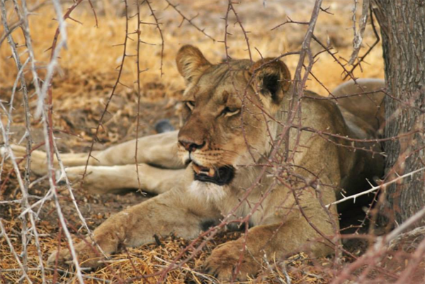 Female Lion of the Kalahari One of the femal lions of the Kalahari