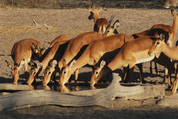 Impala at the Haina Waterhole Impala Drinnking at the Haina Waterhole
