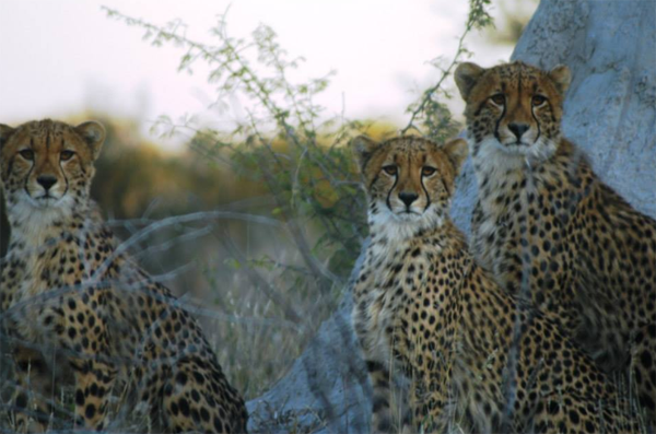 The Cheetah of the Kalahari Cheetahs of the Kalahari