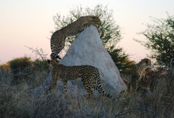 Kalahari Cheetah on a Termite Mound Kalahari Cheetah Climbing a Termite Mound