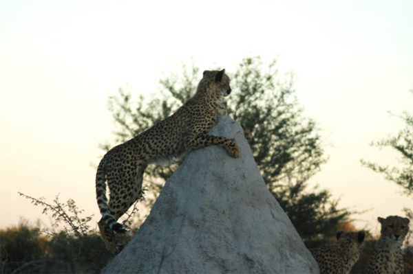 The Majestic Cheetah Cheetah Climbing a Termite Mound