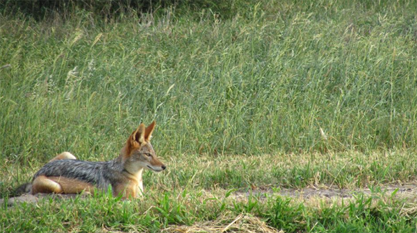Jackal - Cry of the Kalahari Cry of the Kalahari - Jackal