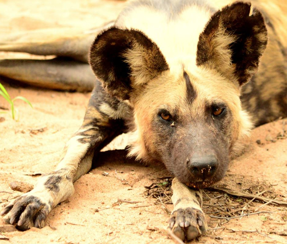 Wild Dogs in the Klaserie Wild Dog Africa on Foot