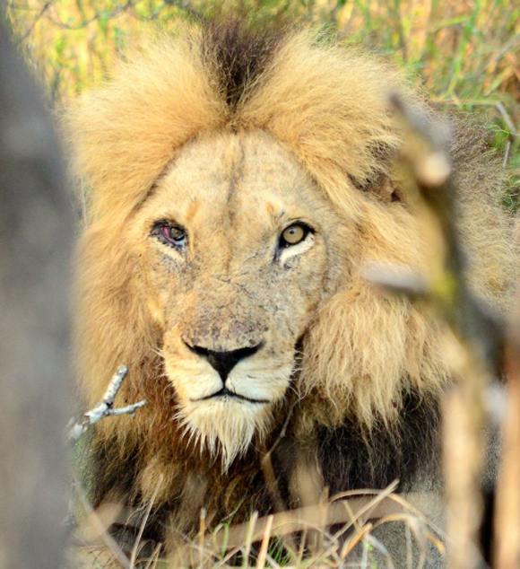 The Bad from the Ross Pride The Bad from the Ross Pride