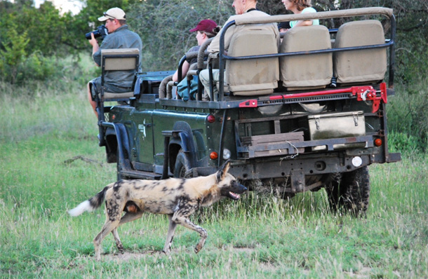 Wild dog walking past game vehicle Wild dog and game vehicle