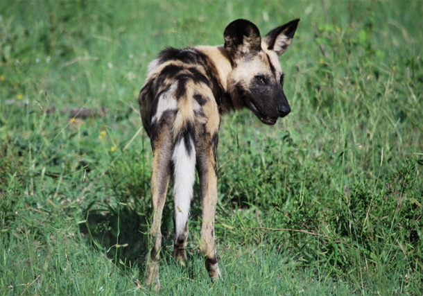 Wild Dog spotted while on safari Spotting wild dog while on safari