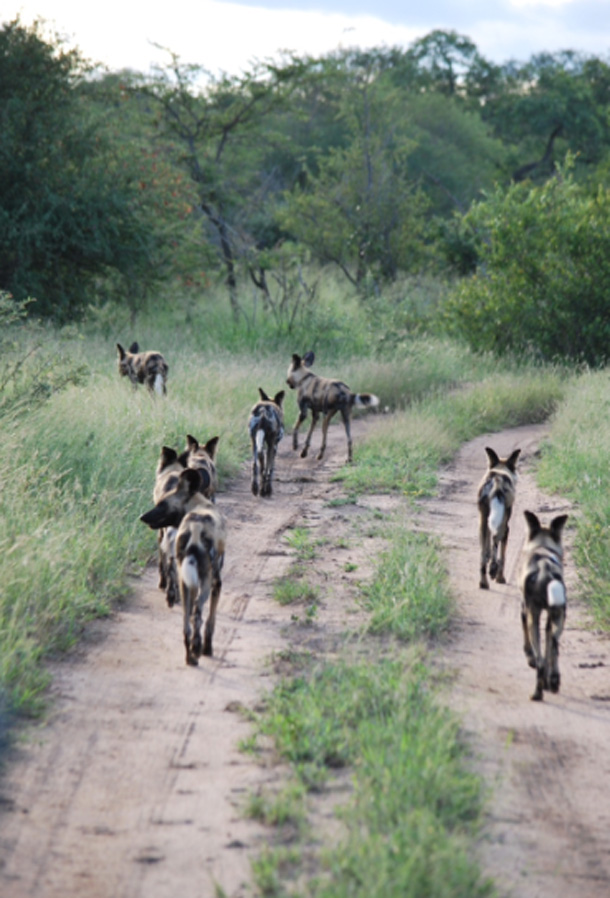 Wild Dogs walking down the road Wild dogs walking down the road