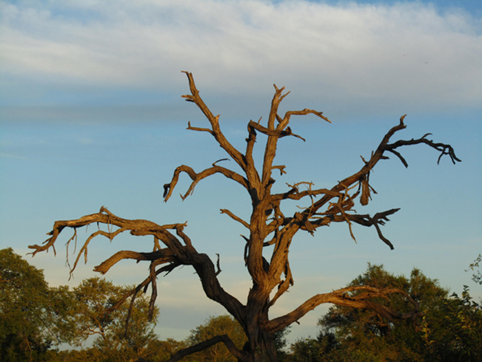 nDzuti Safari Camp Klaserie Landscapes