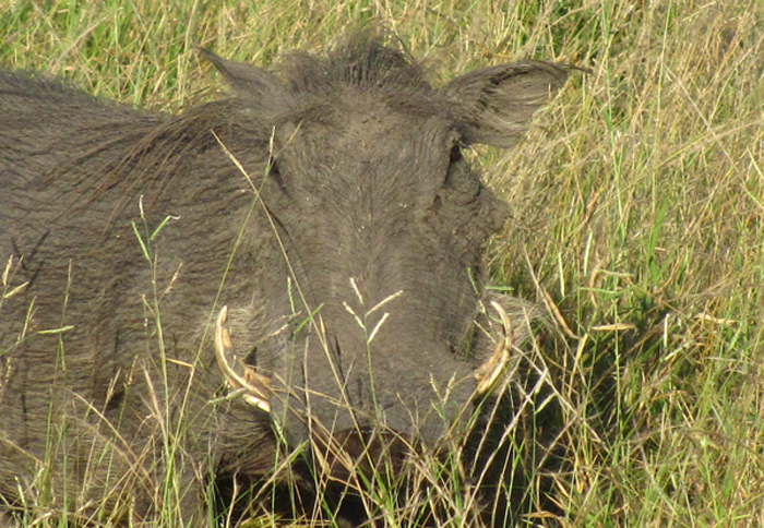 warthog - game drive - nDzuti
