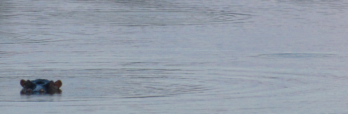 Hippos at nDzuti