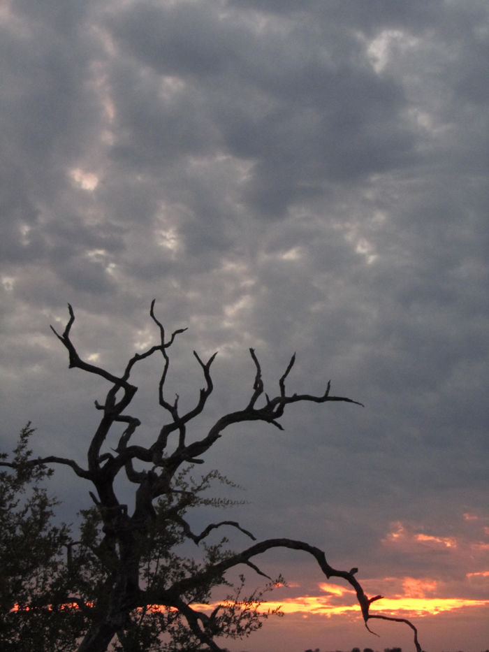 nDzuti Game Drive Night Sky and Sunset
