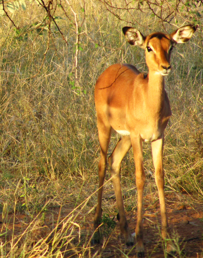 impala in Klaserie
