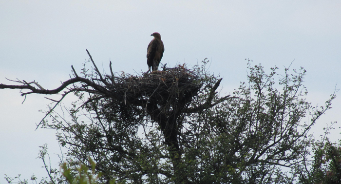 Brown-snake Eagle