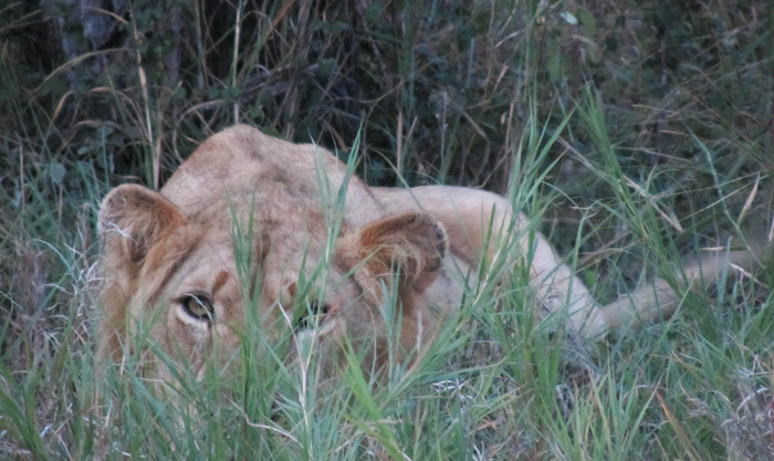 Ross Pride Males Hiding