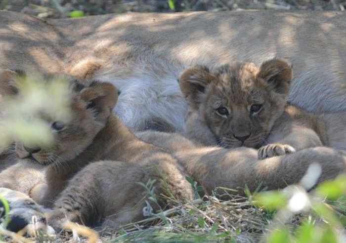 Lion Cubs in Kalahari, hiding in the thicket