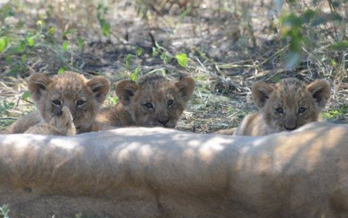 Lion cubs and mother