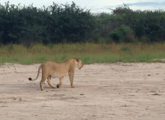 Kalahari lioness