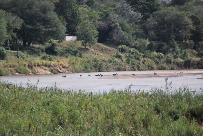 Wild dogs on the Sand River in the Sabi Sand Private Gme Reserve. Photo by Mike and Fiona Clark.