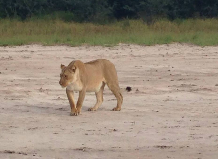 Pregnant Lionness in the Kalahari Pregnant Lionness