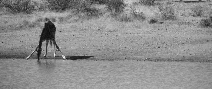 Giraffe drinking from the waterhole
