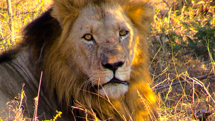 Male from the Trilogy