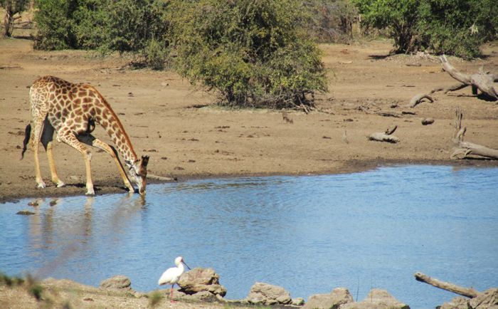 Giraffe and spoonbill