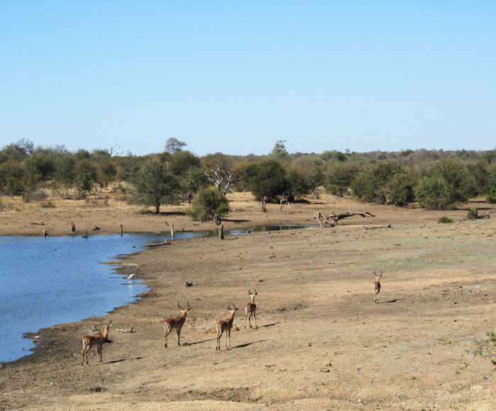 impala at nDzuti dam