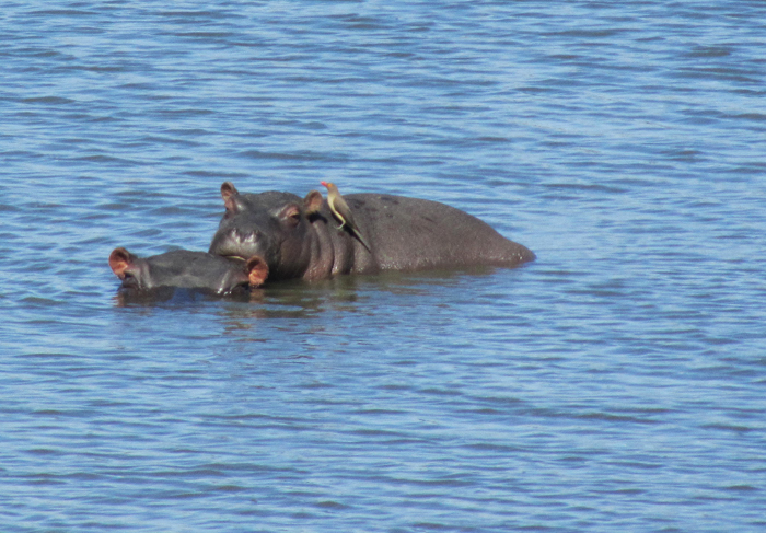 Oxpecker and hippo