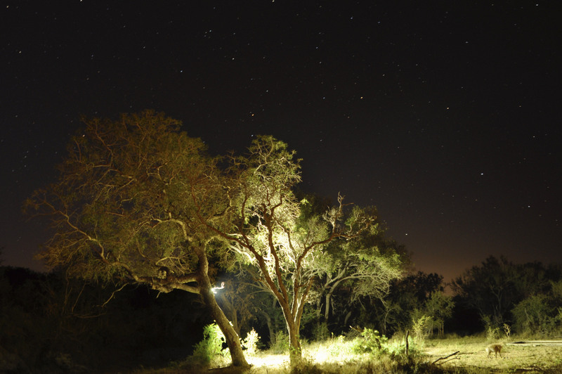 Kevin MacLaughlin took this shot of a hyena at the waterhole the night of the clan battle.