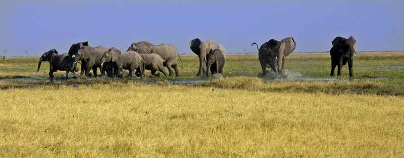 __cs_wildlife6