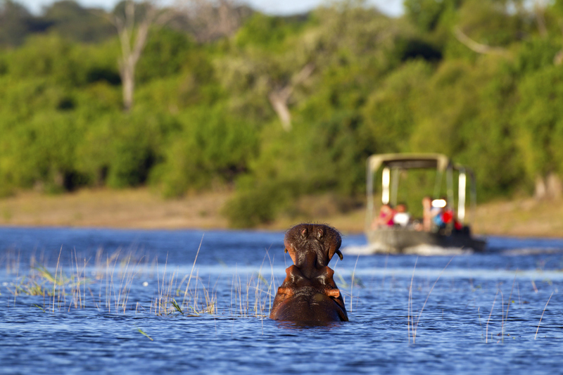 hippo-boat-cruise