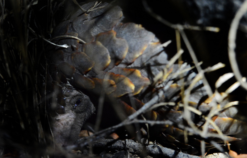 pangolin-aof-kevinmaclaughlin