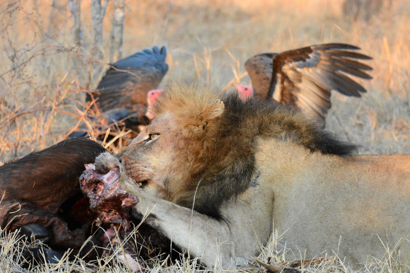 trilogy-aof-kevinmaclaughlin