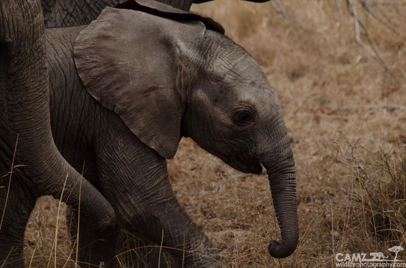 cameron-umkumbe-elephant-001