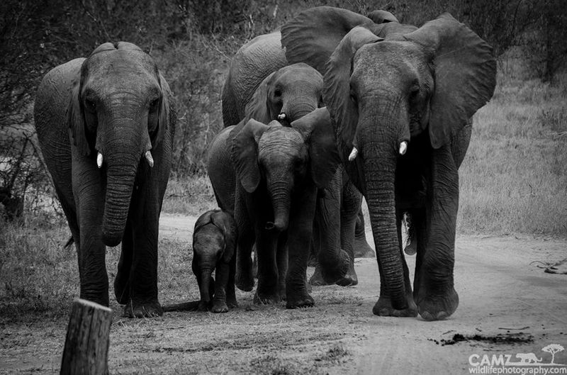 cameron-umkumbe-elephant1-001