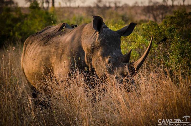 Umkumbe Safari Lodge guests spent some quality time with this white rhino (and the oxpeckers on its back). ©Cameron Engelbrecht