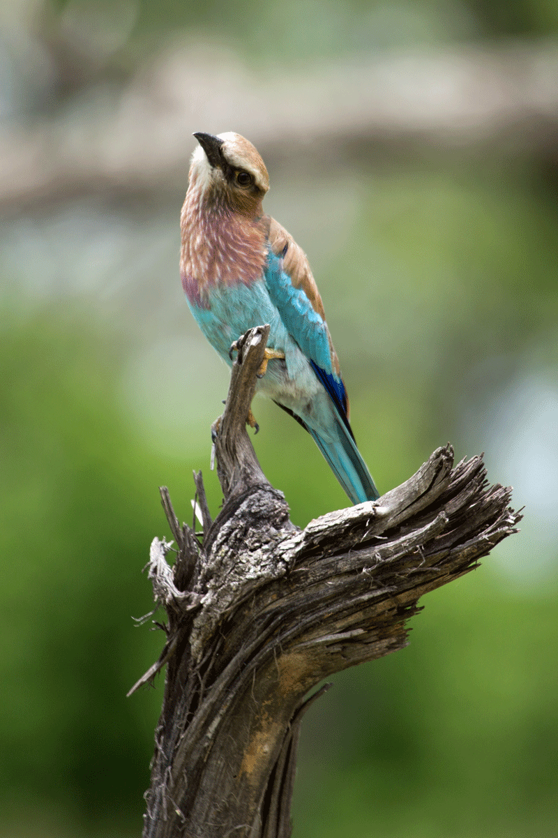 lilacbreastedroller-rorybru